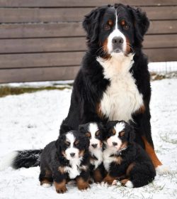 Representatives of this breed are typical family dogs. By the way, despite the fact that Mountai ...