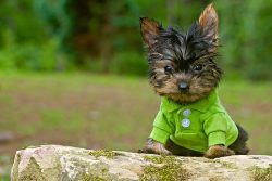 Many owners feel sorry for the baby, but then it will be difficult to cope with a spoiled pet. A ...