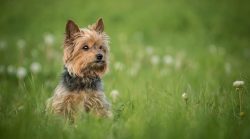 When to start training a Yorkie depends on his individual characteristics. But according to the  ...