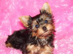 First you need to teach the puppy to the nickname, new environment, behavior in the house and on ...