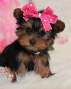 It is important to socialize the Yorkie so that he is not afraid of loud noises, strangers.
