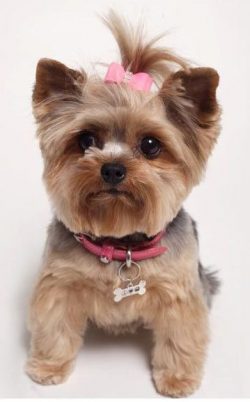 The upbringing and training of a Yorkie must be continuous, consistent.