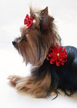 The puppy is given a nickname from the first day of his appearance in a new house. It is desirab ...