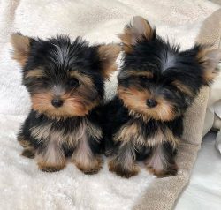 Some owners teach Yorkshire terriers to go to the toilet at home.