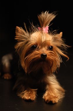 Such small dogs quickly get used to walking on a diaper.