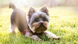 When the puppy is still small, you need to cover the entire floor with diapers or newspapers. Gr ...