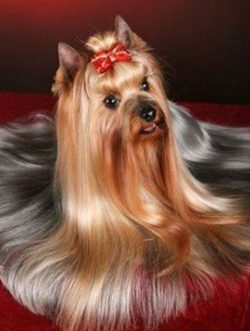 Go out with the puppy regularly, up to 7 times a day. As you grow older, 2-3 single walks are en ...