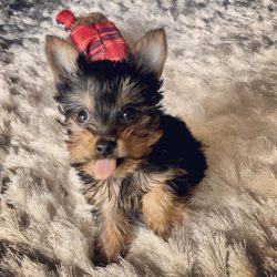 You need to teach a Yorkie the “Lie down” command after he learns to sit.