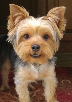 It is not necessary to teach a Yorkie the Voice command, as they are rarely used as guards or fo ...