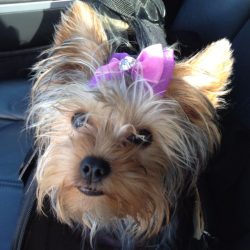 To teach a Yorkie the command “Come to me”, you need to give his nickname, show the  ...