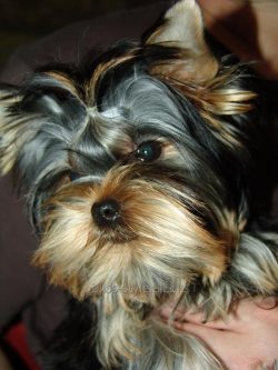 It is necessary to teach the Yorkie command “next” to all the owners who walk with t ...