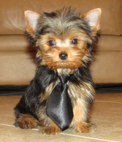 You need to teach a Yorkie the Stop command after six months. This skill is useful not only on t ...