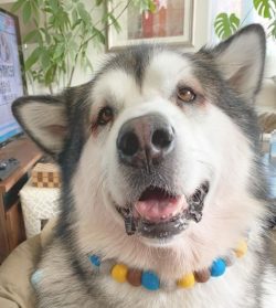 Alaskan Malamute is an ancient breed developed by the Eskimos of the Malemute tribe. Large and h ...