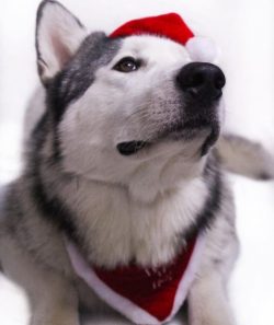 Alaskan Malamutes are difficult to train and train due to their natural intelligence and indepen ...
