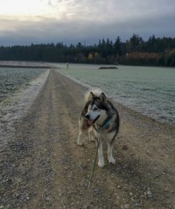 Malamute is a born digger. If you settle this native of Alaska in your yard, be prepared for the ...