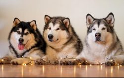 Proper training is the key to the peaceful coexistence of the dog and the owner. To prevent a la ...