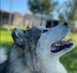 Alaskan Malamutes get along well with other dogs and even cats, but subject to proper socializat ...
