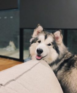 Due to their thick coat, Alaskan Malamute cannot live in regions with hot climates. 