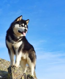 Malamutes can’t bark. There are exceptions to this rule, but very rarely. 