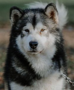 The Alaskan Malamute is in demand in northern latitudes as a sled dog for transporting heavy loa ...