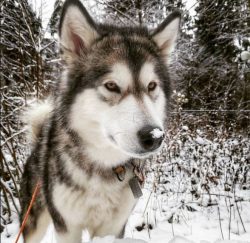 While walking, malamutes attract admiring glances from others, but people often confuse them wit ...