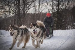 The main qualities of the Alaskan Malamute are the extraordinary strength of the limb and the en ...
