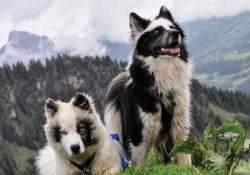 The Yakut Laika is an ancient aboriginal dog breed, bred by the indigenous peoples of the North- ...