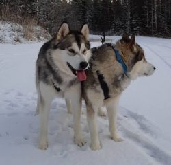 The Alaskan Malamute is the oldest breed in North America. At the same time, it is considered on ...