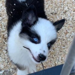 The Yakut Laika is a strong, well-muscled, medium-sized, compact, moderately high-legged dog wit ...