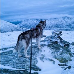 In 2004, experts analyzed the DNA of Alaskan Malamute and came to the conclusion that she has a  ...