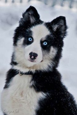 The Yakut Laika is an active, playful, inquisitive dog, has a friendly and flexible character, v ...