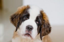 It was not for nothing that St. Bernard became the hero of the famous family comedy “Beeth ...