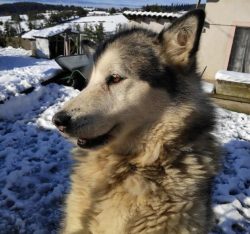 Interesting results were obtained by analyzing and comparing the DNA of the Alaskan Malamute, Al ...