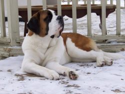 Dogs cannot be kept locked up, they need space for active games. With a passive lifestyle, they  ...