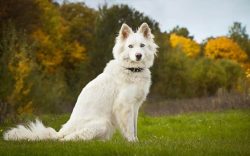 The Yakut Laika is a real aborigine of the northern peoples. These dogs have gained popularity i ...