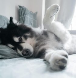Alaskan Malamutes did not become riders at once. Eskimo tribes in those distant times led a noma ...