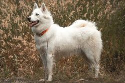 The homeland of the Yakut Laika is Russia. In the north of this country, in the Yakutsk Territor ...