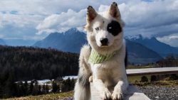 Since ancient times, the Yakut Laika has served people. She saved people’s lives innumerab ...