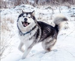 The breed developed over the centuries in the Anvik River basin, where representatives of the Es ...