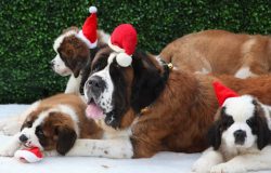 With them, you can leave children without fear. Saint Bernards are good nannies. Unfortunately,  ...