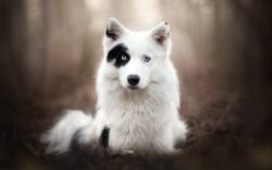 Also, this hardy dog ​​was used in sleds for transporting goods. When snowmobiles were not yet i ...