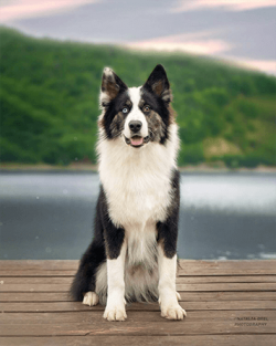 20th century 70s – breeders began to cross purebred Yakut huskies with other types of dogs ...