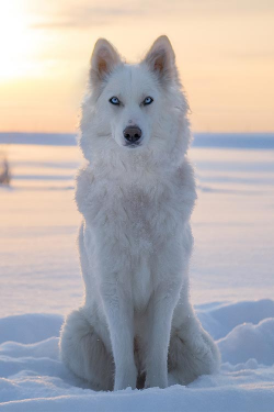 The twentieth century 90s – the beginning of the breeding of purebred Yakut Laikas at the  ...
