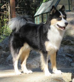 2005 – the standard of the Yakut Laika was approved in Russia, which was officially recogn ...