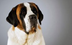 St. Bernards salivate frequently and in large quantities. You need to be prepared for this. 