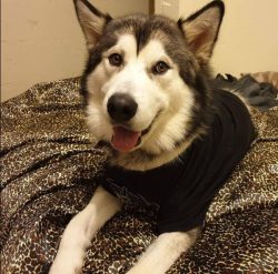 The breed has gained popularity among Europeans. This happened by the end of the 19th century, a ...