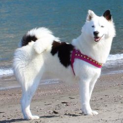 The Yakut Laika is a northern dog that feels more comfortable in the cold than in the warm. That ...
