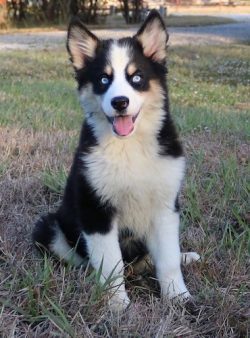 An ideal option for a Yakut husky is a fenced private courtyard with a spacious aviary with a bo ...