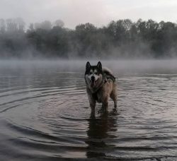 The All Alaska Sweepstakes, a 408-mile race in 1908, was made history by the Malamutes. Dogs wer ...