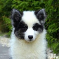 In order to grow a healthy husky, it must be fed as a puppy,